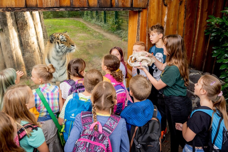 Die Amur-Tigerdame ist ein absoluter Besucherliebling im Zoo Magdeburg!
