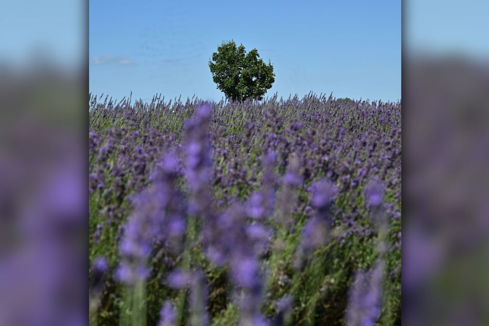 Ab Montag beginnt die diesjährige Ernte des Lausitzer Lavendel, der gerade in voller Blüte steht.