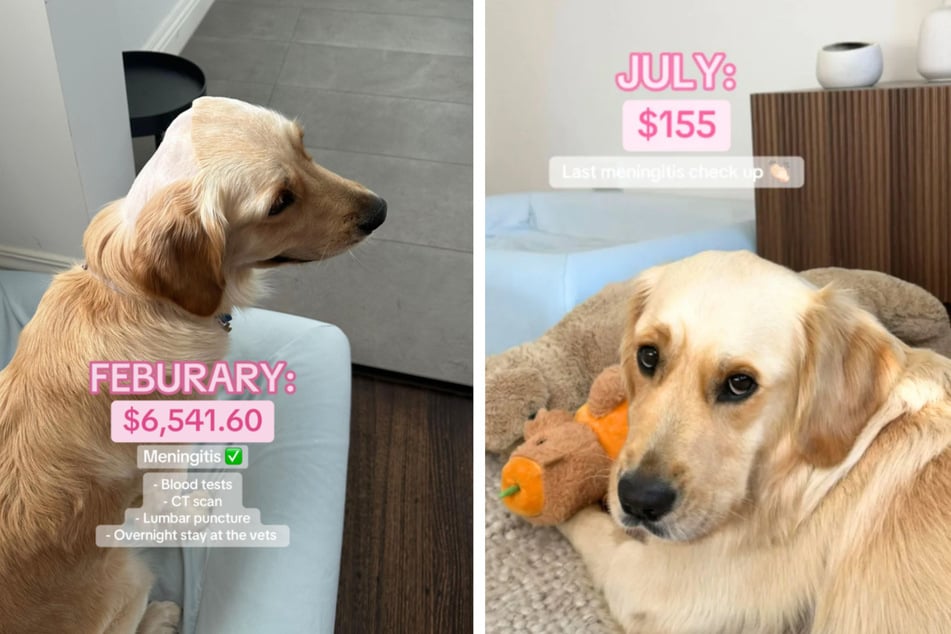 Im Laufe des Jahres 2025 summierten sich die Kosten für Romys Behandlung beim Tierarzt.