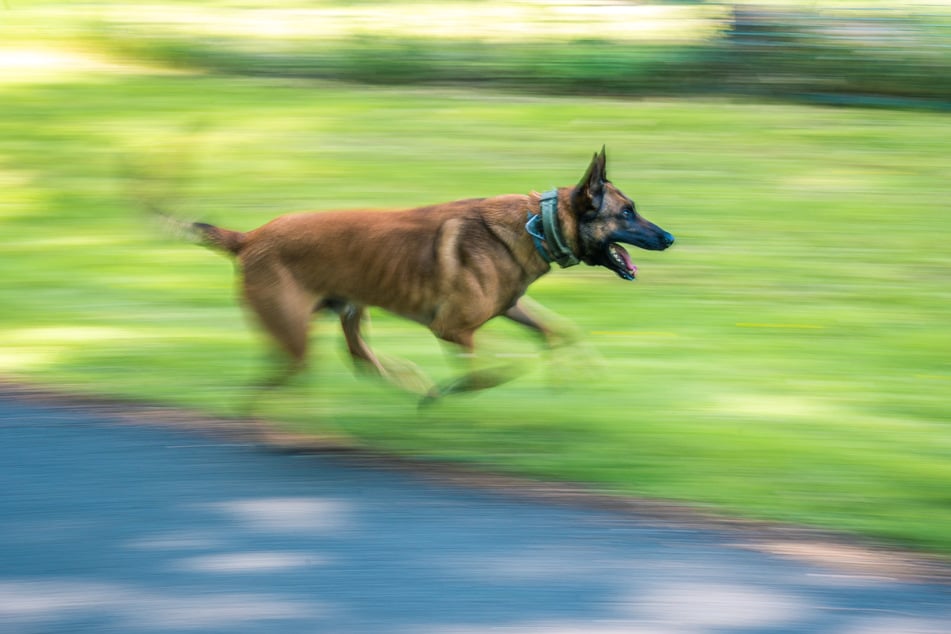 Ein Schäferhund ging auf einen Radler los. (Symbolbild)