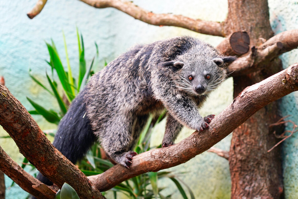 Auch die Binturong profitieren von den ausgiebigen Klettermöglichkeiten in ihrer Anlage im Orang-Utan-Haus.