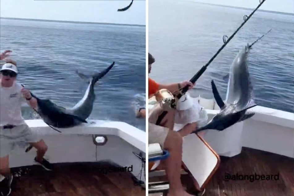 Angler's life in danger as sharp-nosed fish shoots out of the water and lands on boat!