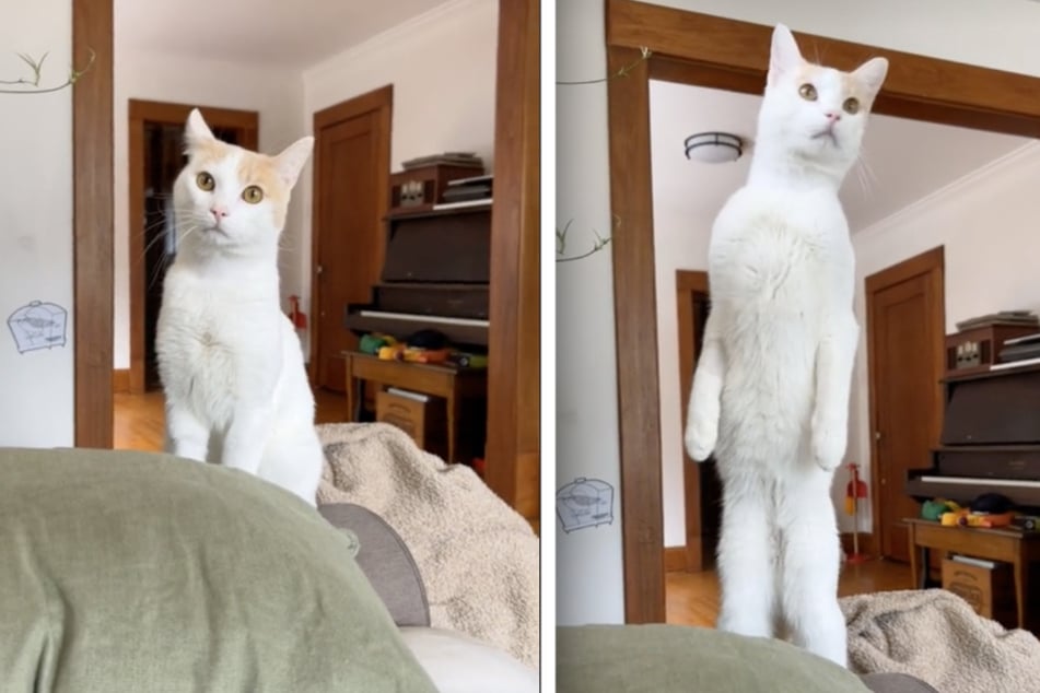 A cat has gone viral on TikTok after his owner caught him standing on his two hind legs, looking eerily human in the hilarious video!