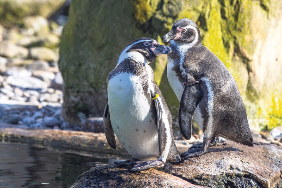 Nachwuchs in Sicht: Dresdner Pingus brüten was aus