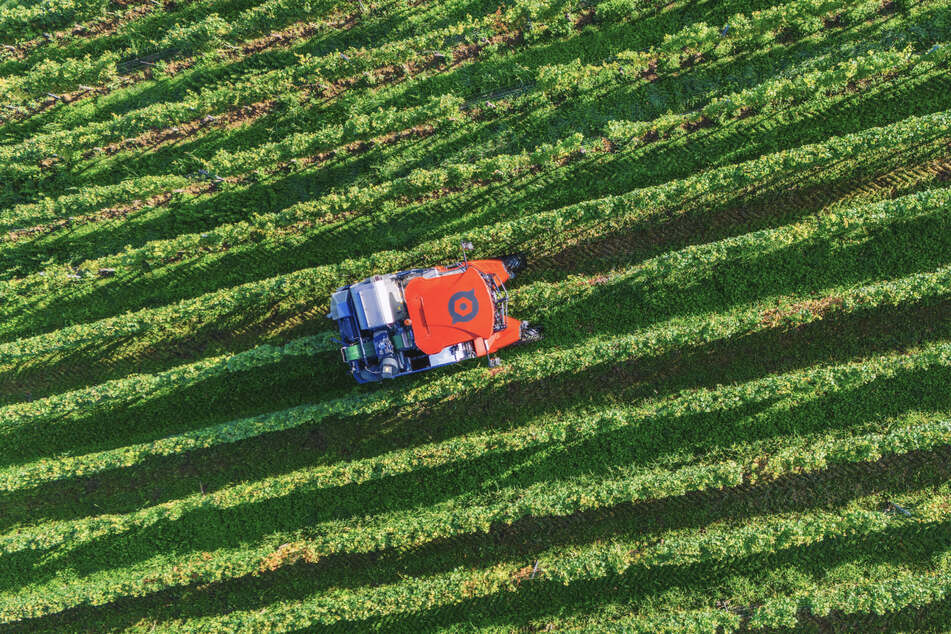 Ein Vollernter tuckert durch einen Weinberg und erntet Trauben.