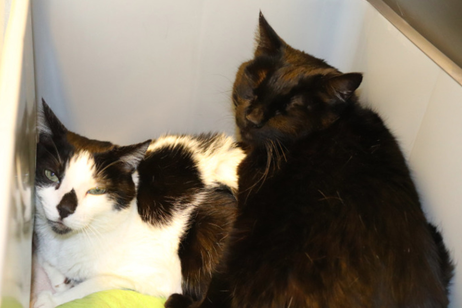 Katzenpärchen Louis und Bijou.