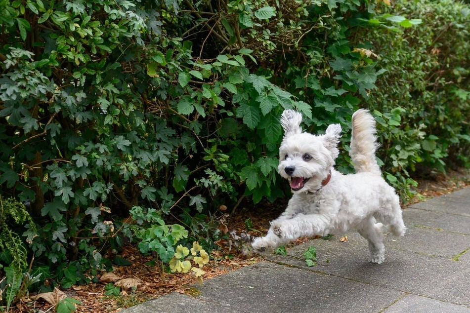 Ein Hunde-Duo war ohne seine Besitzer in Sandersdorf-Brehna unterwegs - dabei ist ein Vierbeiner mit einem Auto zusammengestoßen. (Symbolbild)