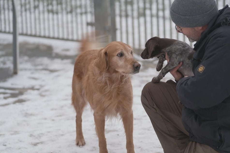 Belana (l.) lernt in Nottuln-Appelhülsen (NRW) Welpe Mara kennen.