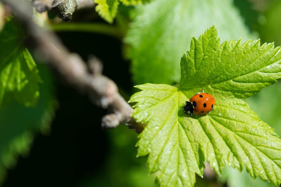 Marienkäfer fressen die Blattläuse an Beerensträuchern.