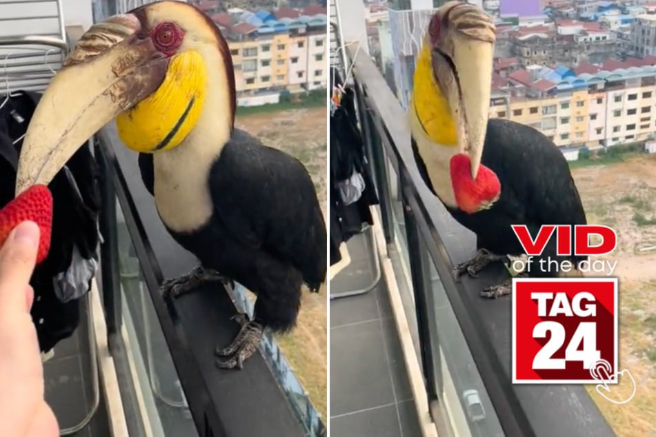 viral videos: Viral Video of the Day for June 6, 2024: Bird "dinosaur" gets fruity treat from stranger on balcony!