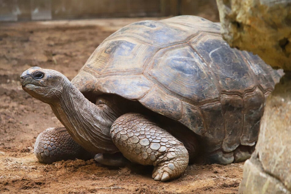 Die Aldabra-Riesenschildkröten haben eine neue Anlage mit Badebecken und Winterquartier im neuen Orang-Utan-Haus erhalten.