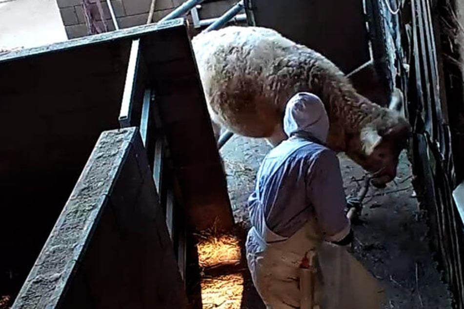 Tiere wurden grausam gequält: Prozess gegen Mitarbeiter von Horror-Schlachthof startet