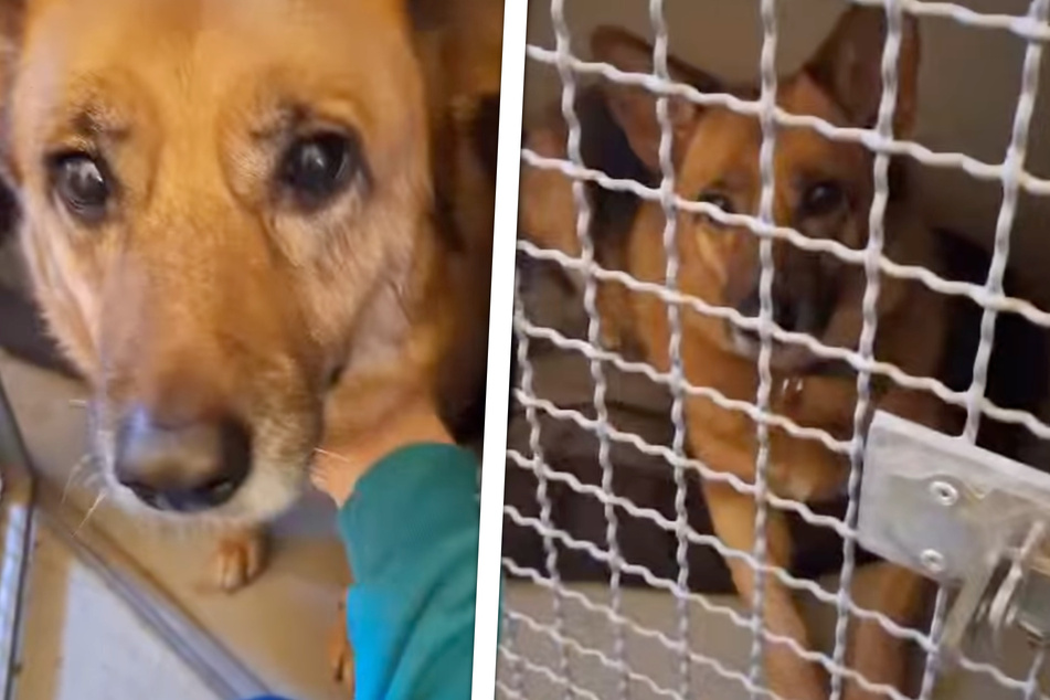 Trauriger Hundeopa landet im Tierheim: Was er zuvor erlebt hat, macht Pfleger fassungslos