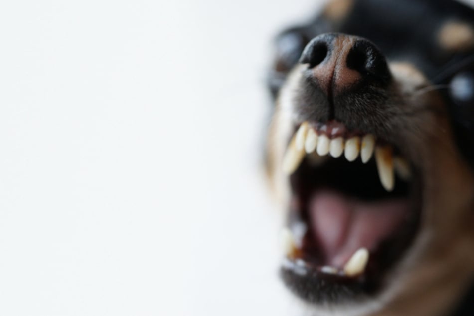 Pelea en el camino rural se intensifica: hombre incita a su perro contra una pareja.