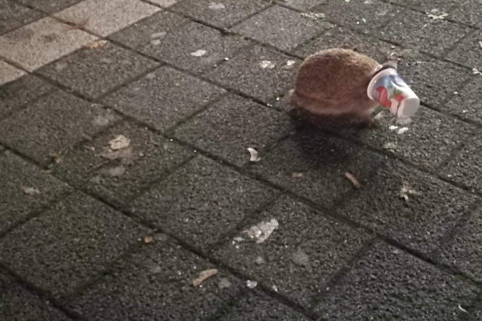 Der Igel hatte seinen Kopf offenbar nicht mehr alleine aus dem Joghurtbecher bekommen.