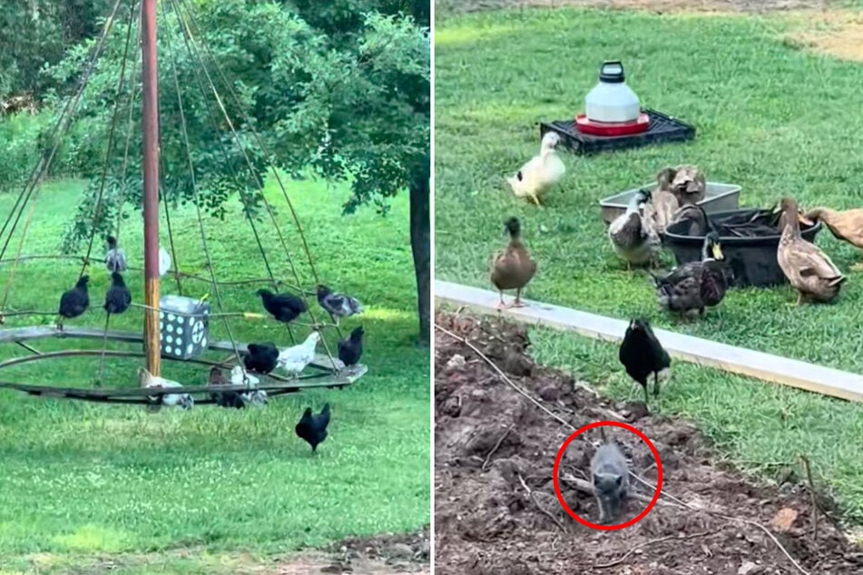 La mujer solo quiere filmar animales en su granja: Cuando mira con atención, no puede creer lo que ven sus ojos