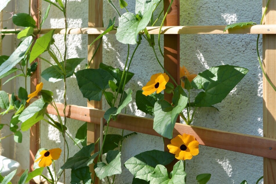 An Gittern und Spalieren können Kletterpflanzen zu einem vertikalen Garten hochranken.