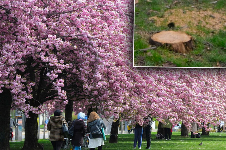 Leipzig: Leipziger Blütentraum vorbei? Berühmte Kirschbäume abgesägt!
