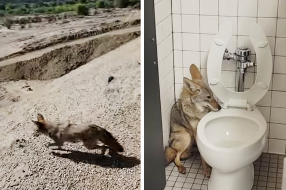 A coyote was rescued and released back into the wild after it got lost in a California middle school and hid in a bathroom stall.