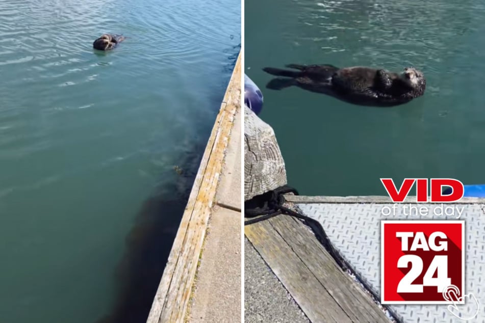 This otter mom floated by with her baby on board – and Lexi's hilarious reaction has TikTok in stitches!
