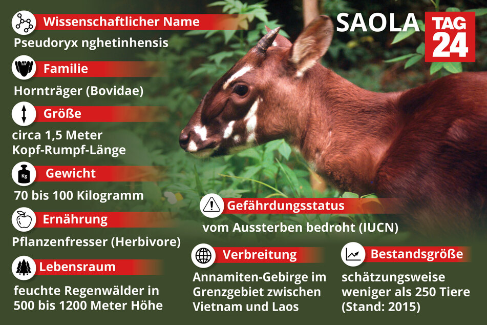 Steckbrief zum seltensten Tier der Welt - der Saola.