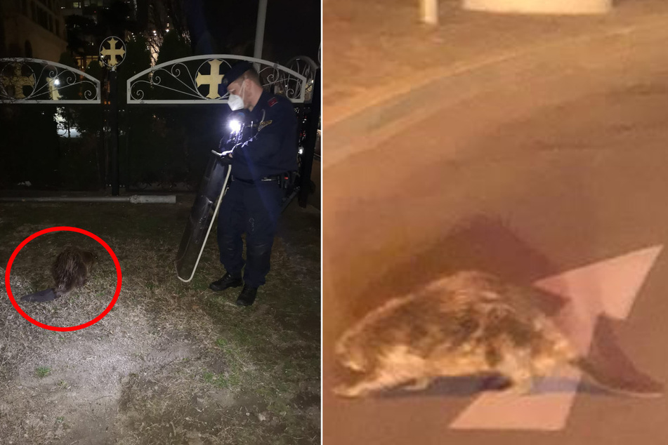 Weil sich Biber nicht an Ausgangssperre hält: Polizeieinsatz!