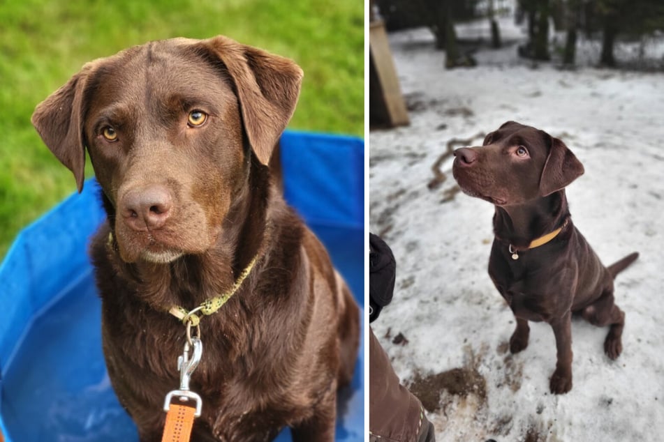 Juno ist ein sehr intelligenter Hund, der jedoch gerne austestet, wie weit er gehen darf.