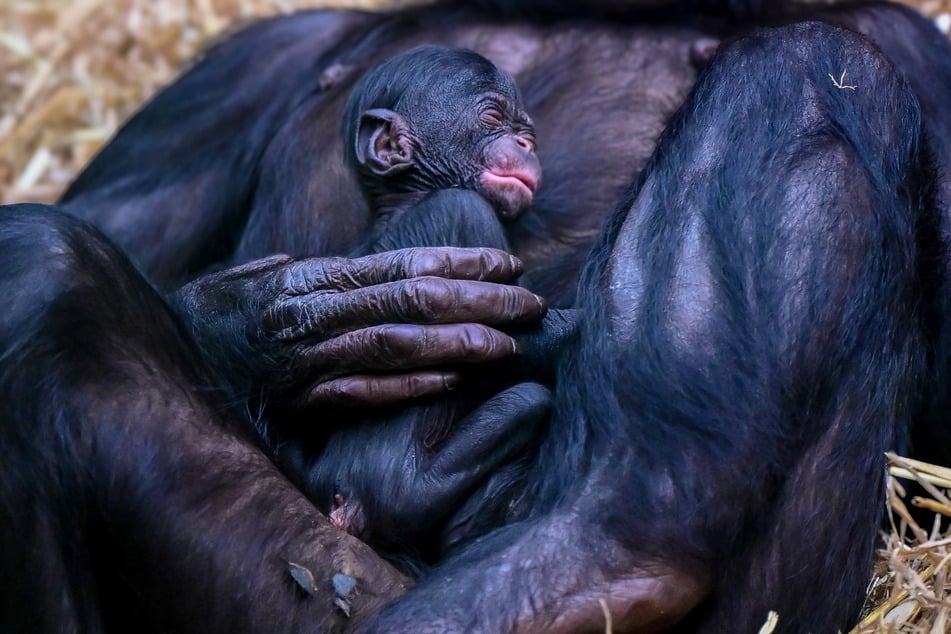 Bonobo-Baby "Milube" im Arm ihrer Mutter "Malaika".