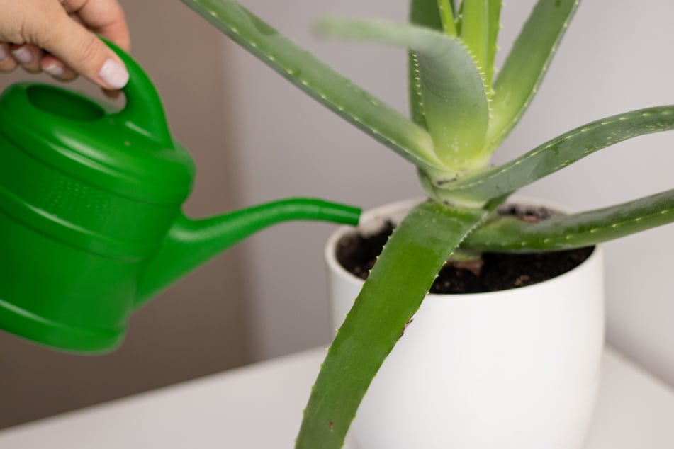 Man kann eine Aloe vera von oben und von unten gießen.
