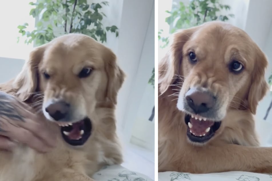 Frankie the golden retriever shows his teeth when his human dad reaches out to pet him.