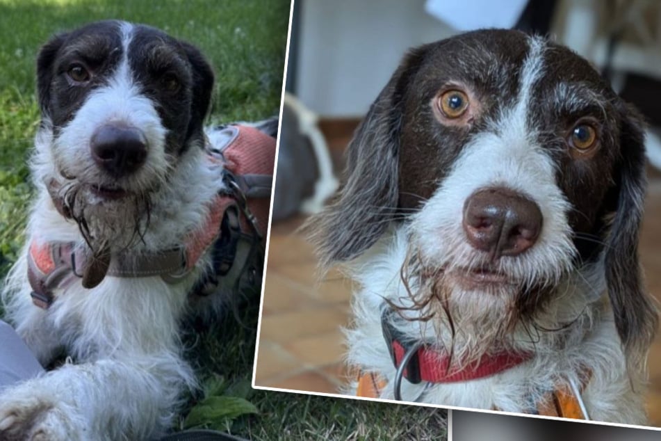 Dueño abrumado, perro completamente desorientado: Ahora Rudi debe empezar de nuevo desde el principio