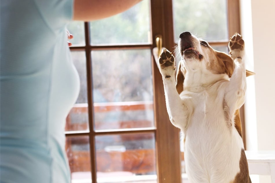 So könnt Ihr Eurem Hund stürmische Begrüßungen abgewöhnen