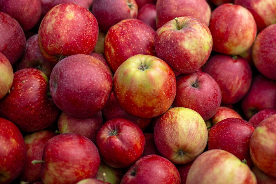 Diebe lassen tonnenweise Obst und Nüsse mitgehen: Wer hat die Gauner dabei beobachtet?