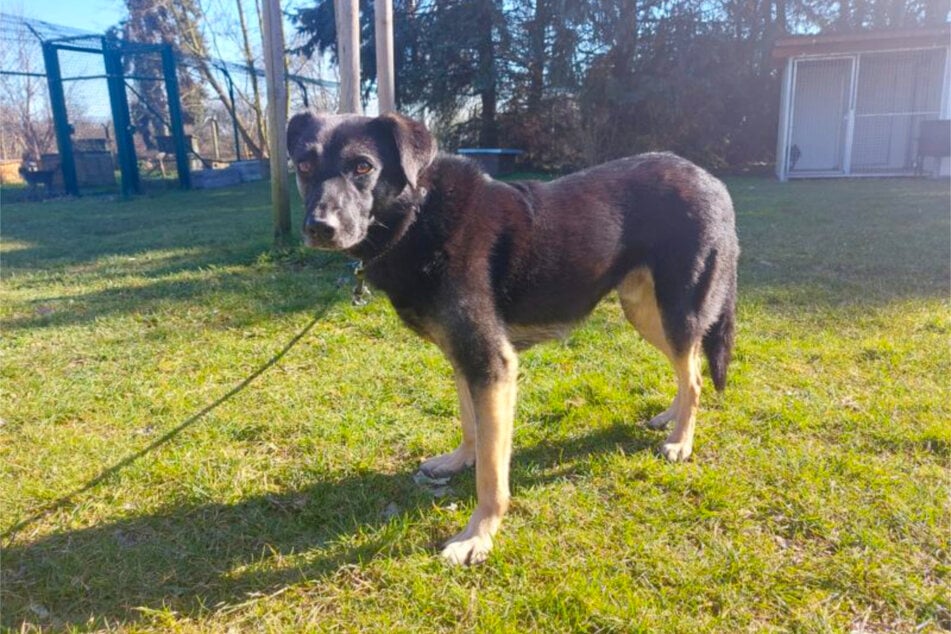 Man sieht ihm seine Unsicherheit sofort an: Hund Taco (3) ist oft schreckhaft und ängstlich.