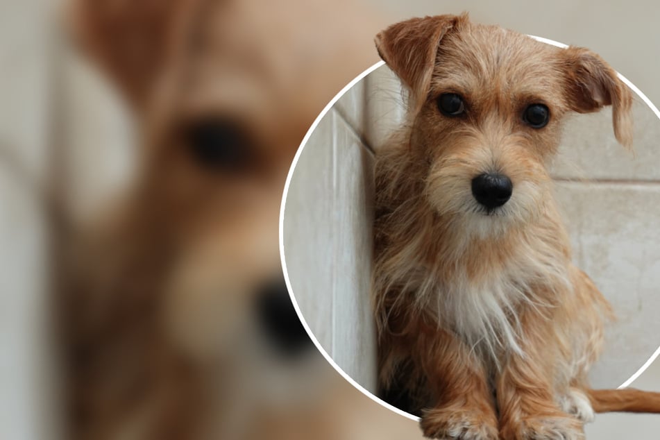 Die kleine Pixy lebt erst seit einigen Tagen im Tierheim "Wau-Mau-Insel" in Kassel und ist noch sehr schüchtern.