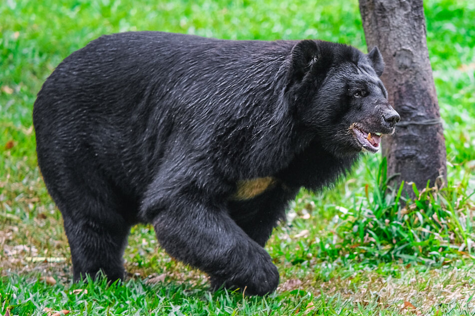 Ein Bär lauerte der Frau im US-Staat Colorado auf.