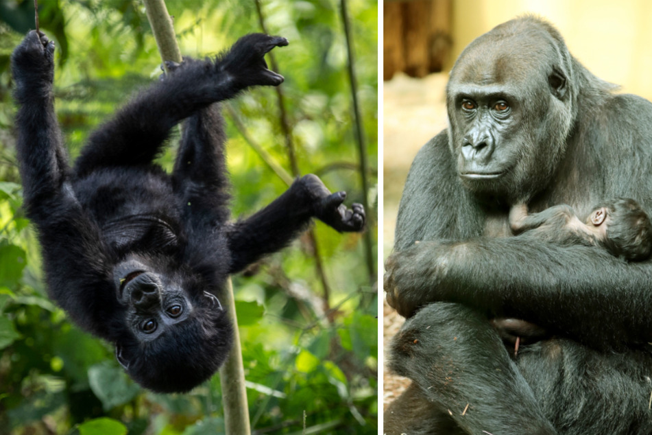 Behutsam hält Gorilla-Mama Djamabla (24) ihr erstes Kind in den Armen. Es bleibt abzuwarten, ob es bald in den Bäumen toben wird.