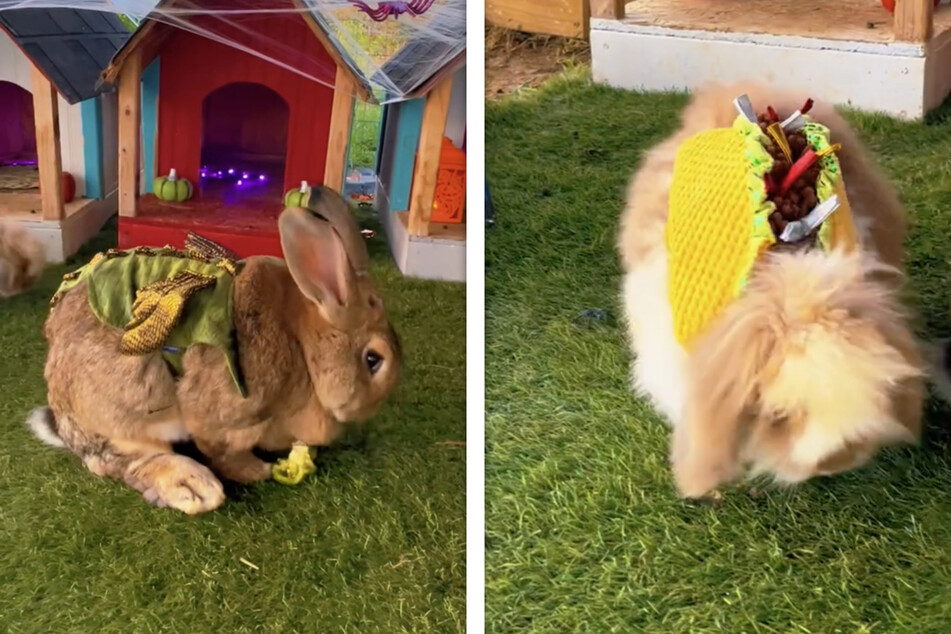 The rabbits in Carrie Turner's hobby farm were given special Halloween costumes as part of the makeover.