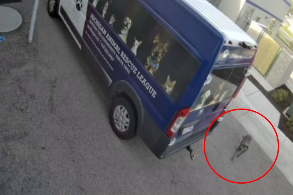 Straßenhund taucht vor Tierheim auf: Was dann passiert, hat keiner erwartet
