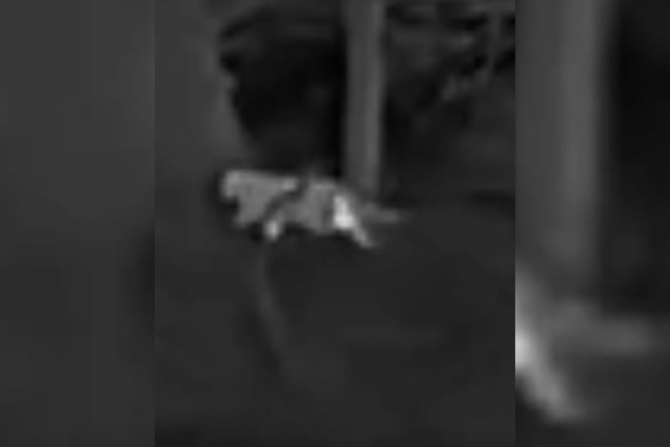 La silueta de un animal felino extremadamente grande es claramente visible en las imágenes y videos.