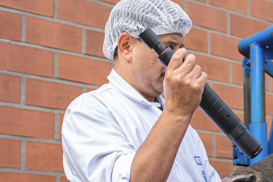 "Schmotzer" wurde zunächst mit einem Bolzenschussgerät bewusstlos gemacht. Ein Sachverständiger bestätigte, dass dieses Vorgehen darauf abzielte, das Leiden des Tieres zu beenden. (Symbolfoto)