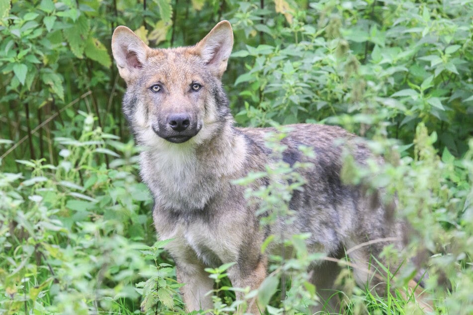 Der Wolf ist in der Lausitz für zahlreiche Nutztier-Risse verantwortlich. Doch jetzt lebt er selbst gefährlich.