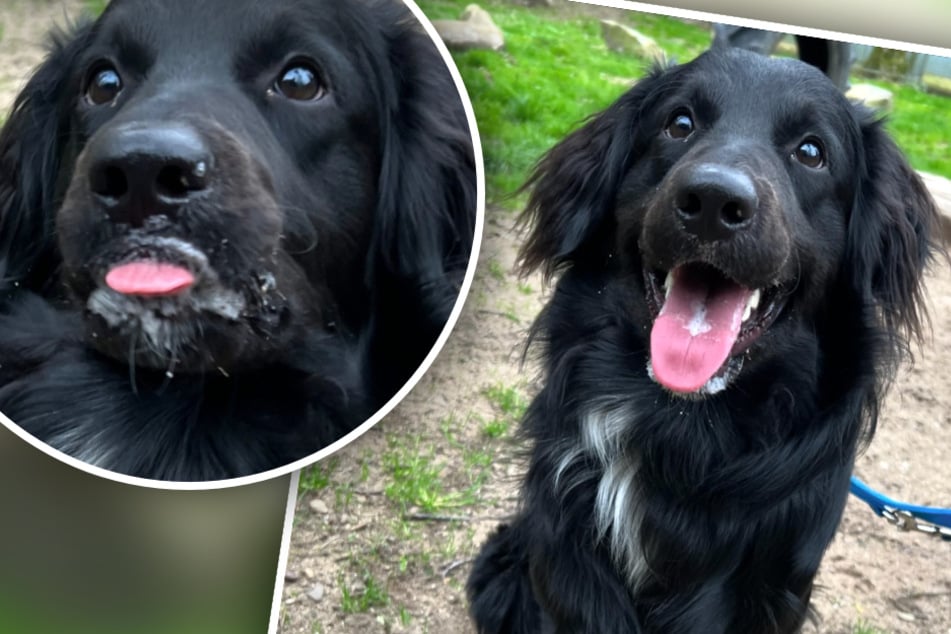 Hund wird angeschafft und landet mit nur 14 Monaten im Tierheim: Buddy sucht neue Besitzer