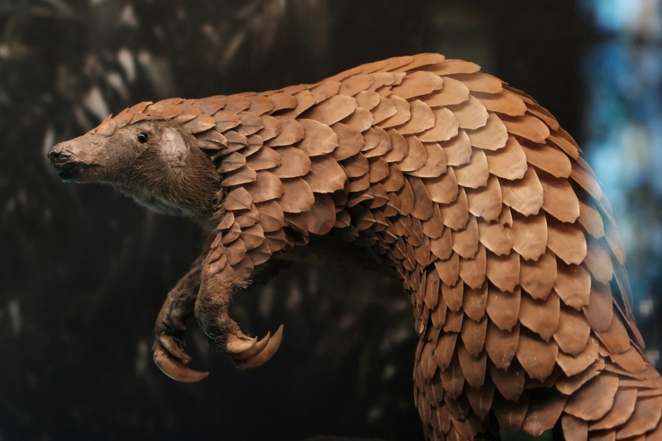 The newly discovered species of pangolin is very similar to the Chinese variant, but has some differences in size and distribution.