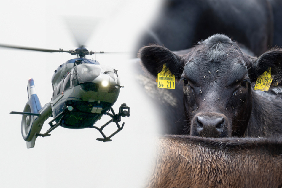 Auch ein Hubschrauber war bei der Suche im Einsatz. (Montage/Symbolbild)