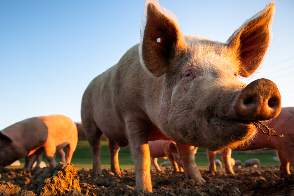 Dass eine Schweineniere transplantiert werden konnte, ist ein Meilenstein für die Medizin (Symbolbild).