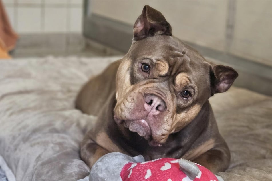 Bullmastiff-Mischling Grom aus dem Hamburger Tierheim sucht seit dreieinhalb Jahren ein richtiges Zuhause.