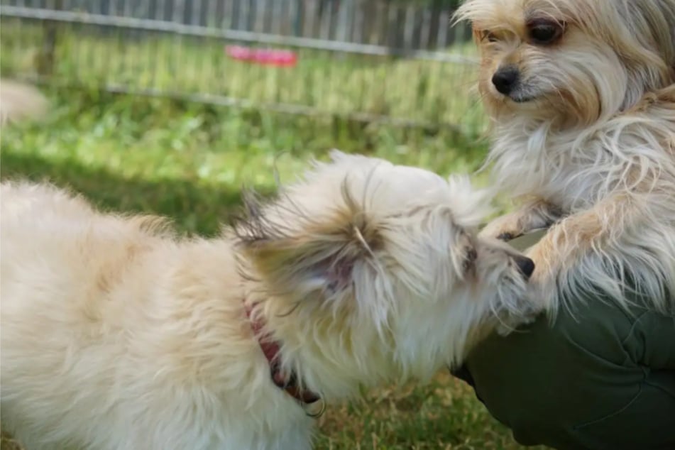 Lissy und Theo sind unzertrennlich: Wer schenkt den lieben Hunden ein gemeinsames Zuhause?