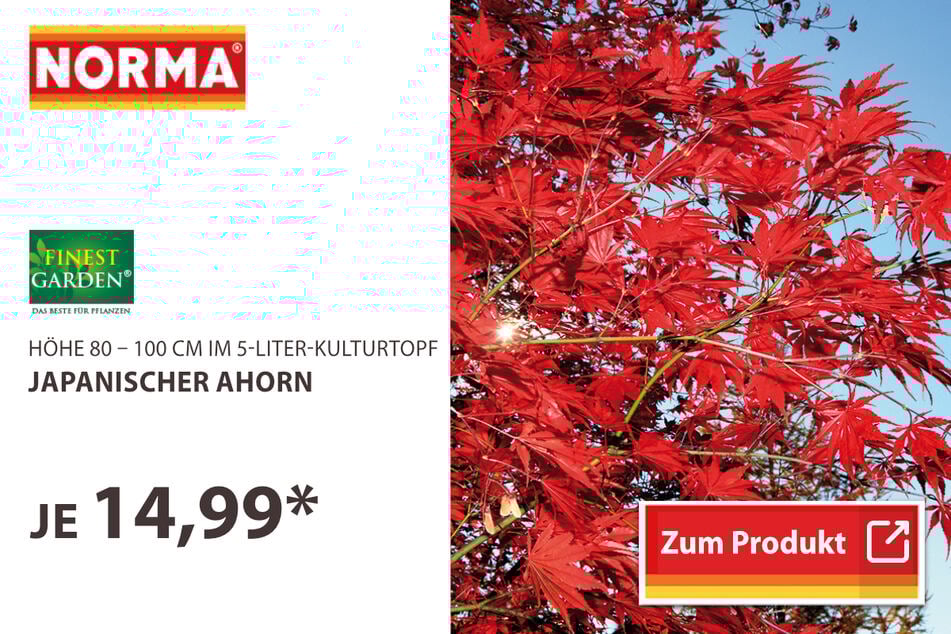 Japanischer Ahorn