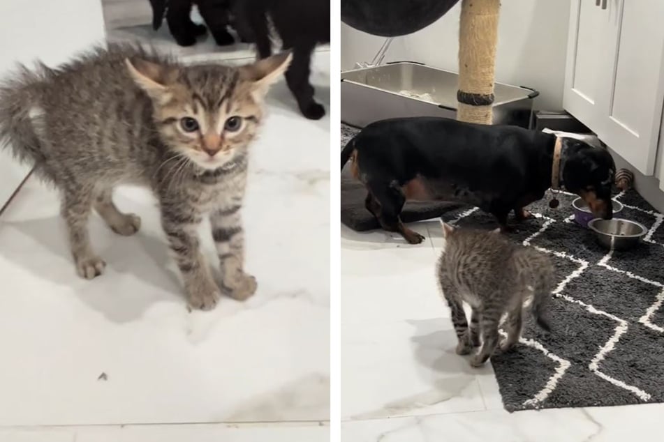 Callie the dog's decision to sniff the kittens' food led to some serious trouble!